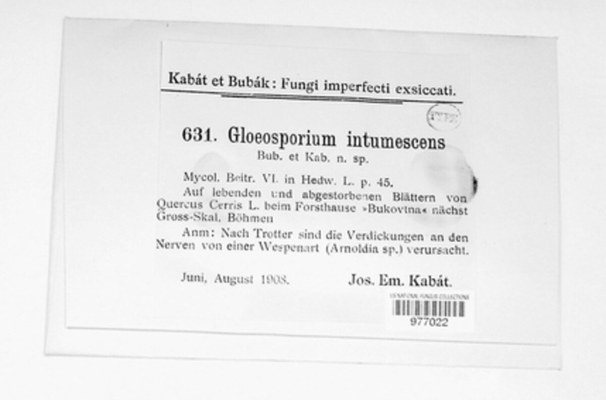 Gloeosporium intumescens image